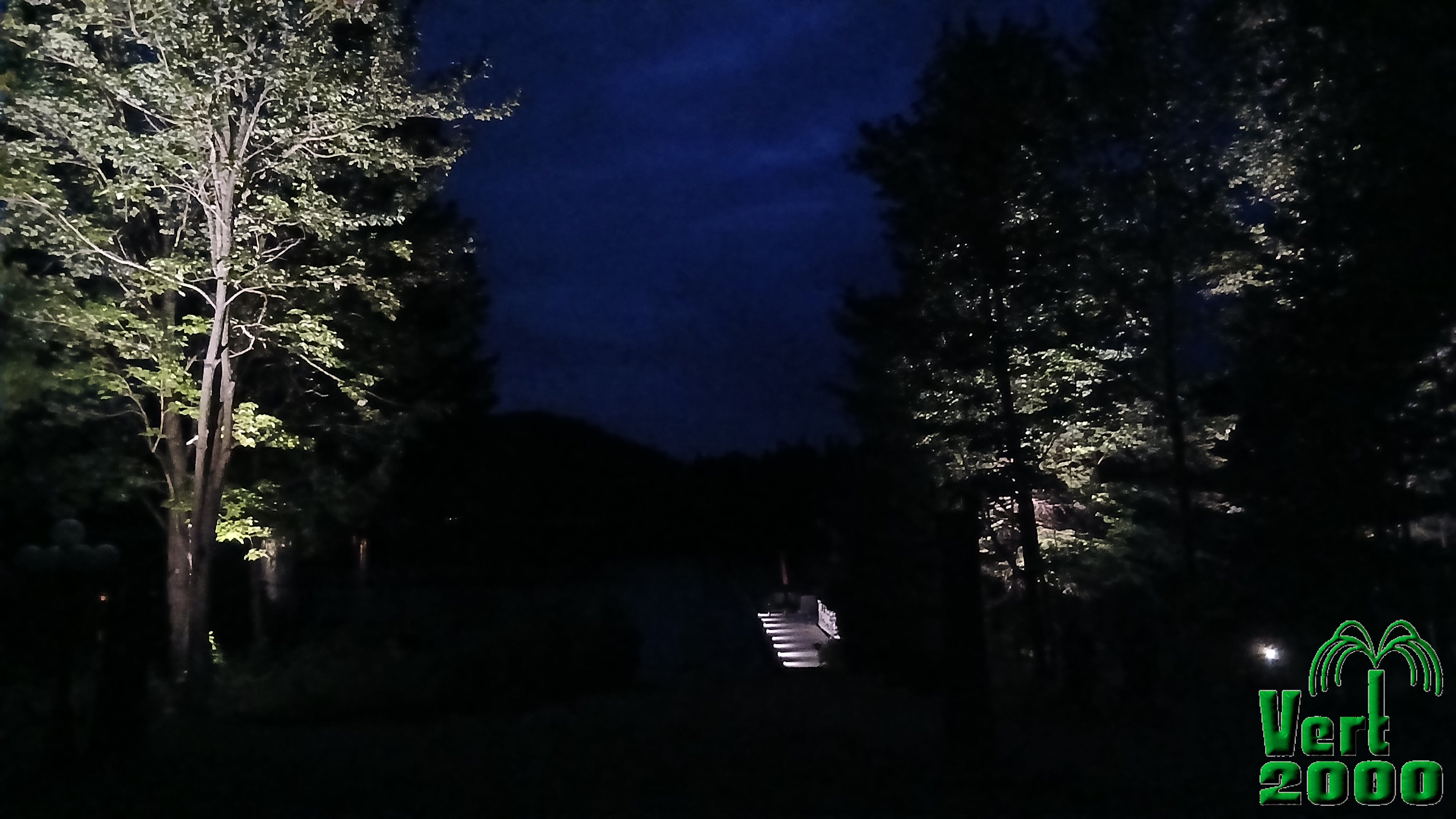 Arbre au bord du lac