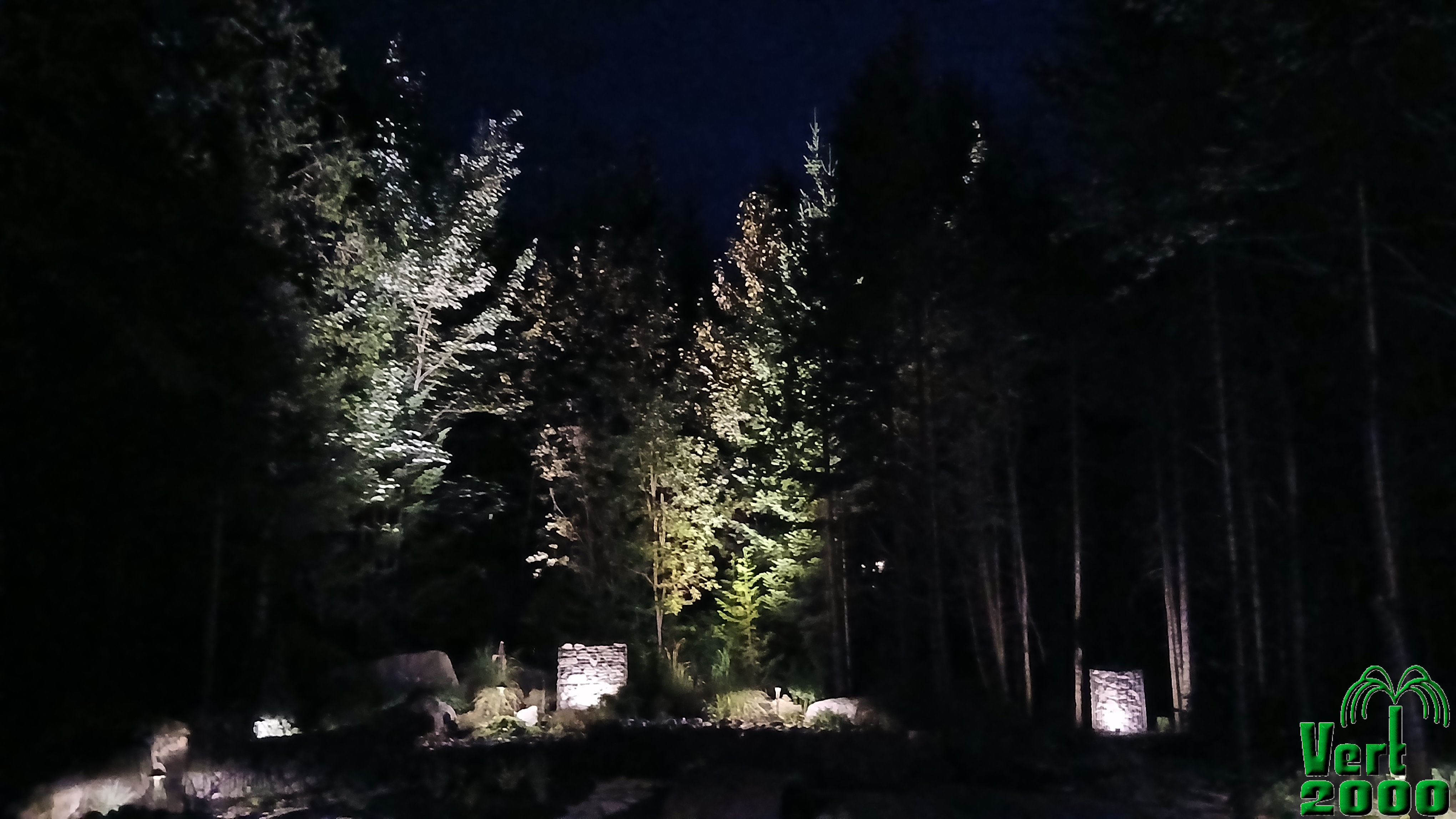 Arbre au bord du lac