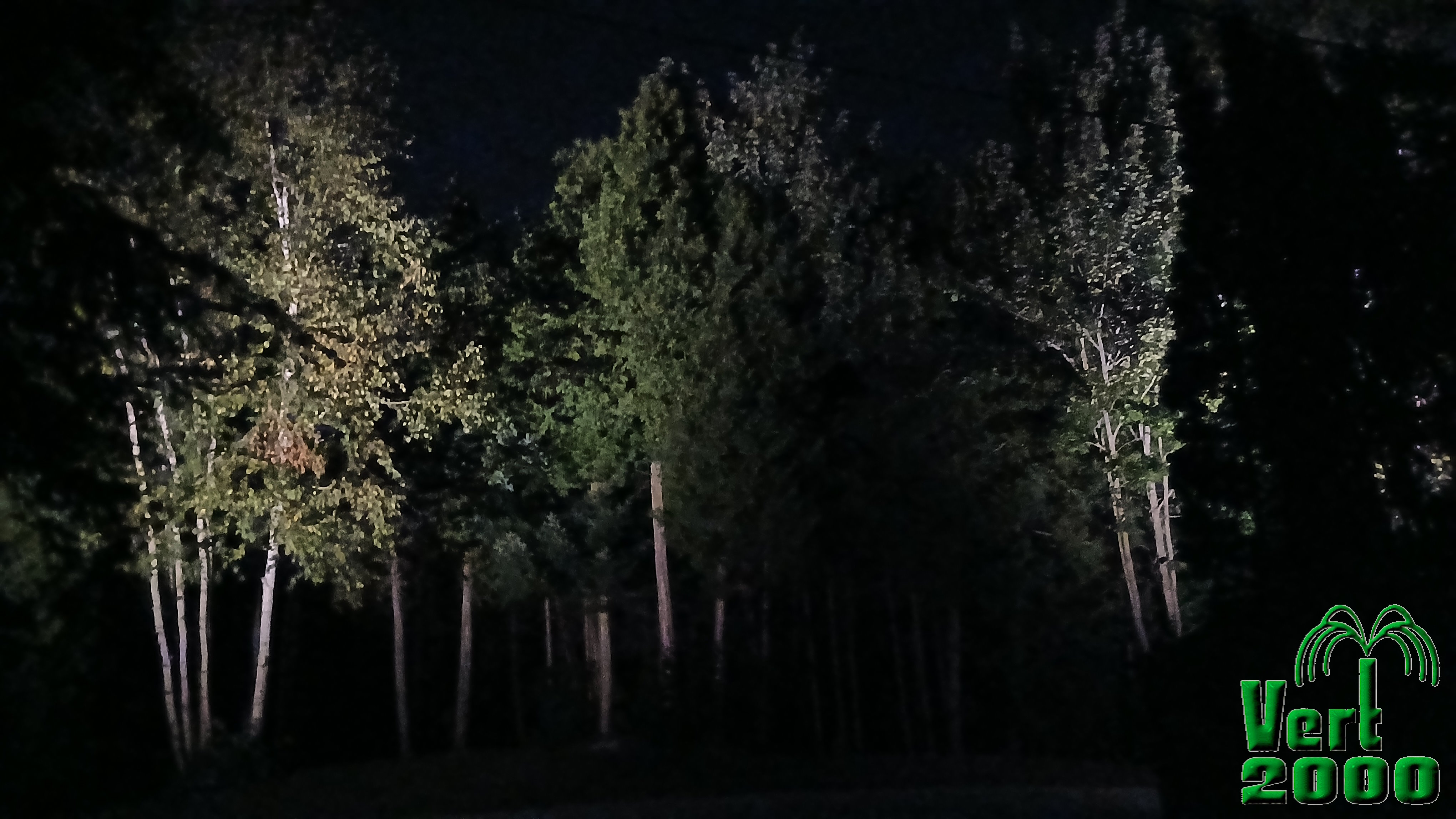 Arbre au bord du lac